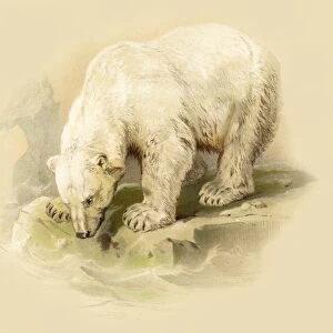Polar Bear engraving 1888