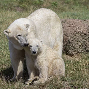 Polar Bears -Ursus maritimus-, mother with a cub, in Skandinavisk Dyrepark or Scandinavian Wildlife Park, Jutland, Denmark