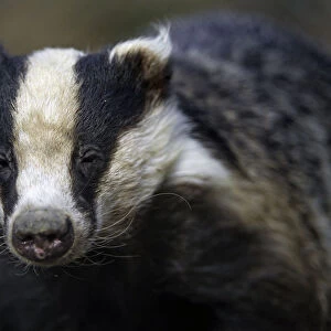 Portrait of a badger