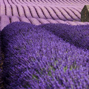 Provence, Valensole Plateau, Lavender field