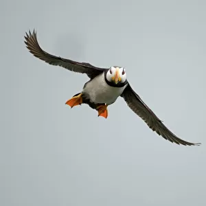 Auks Collection: Horned Puffin