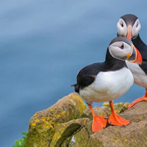 Puffin from Latrabjarg Iceland