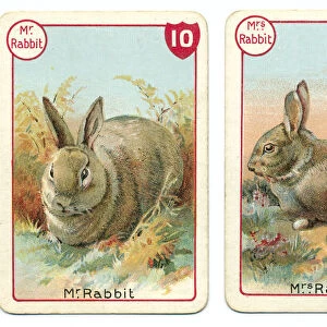 Three rabbit playing cards Victorian animal families game