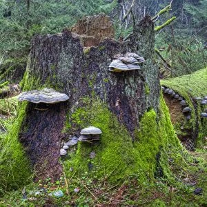 Red Banded Polypore -Fomitopsis pinicola- on a tree trunk, moss, spruce forest, protected forest, near Steinhausen, Baden-Wuerttemberg, Germany, Europe