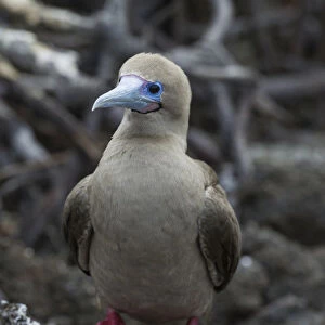 Red-footed Booby -Sula sula-, Isla Genovesa, Galapagos Islands