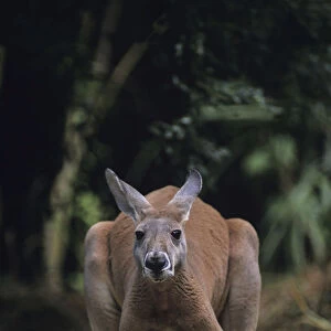 Red kangaroo (Macropus rufus) standing on all four, Australia
