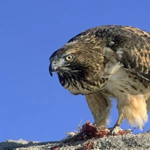 Red tail hawk eating a small bird