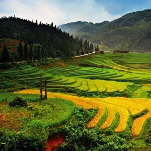 Rice terrace in Sapa, Vietnam