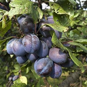 Ripe plums -Prunus domestica subsp. domestica- on branch, Bavaria, Germany