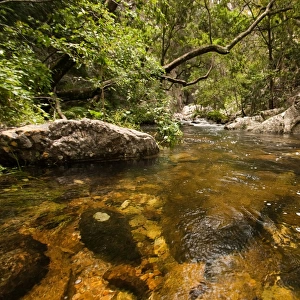 River in forest, Baviaans Kloof, Eastern Cape Province, South Africa