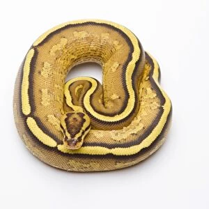 Royal Python -Python regius-, Superstripe, male, Markus Theimer reptile breeding, Austria