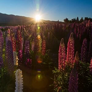 Russell Lupins bloom