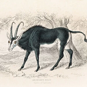 Sable antelope engraving 1855