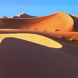 Sahara Sculptures