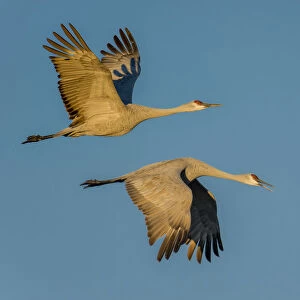 Sandhill Cranes in Flight In Bosque Del Apache