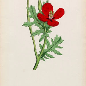 Scarlet Horn Poppy, Glaucium corniculatum, Victorian Botanical Illustration, 1863