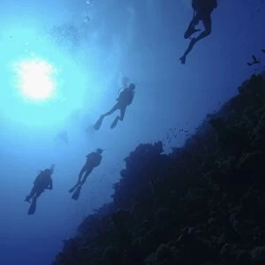 Four scuba divers swimming above coral reef, sun shining through surface of water, low angle view