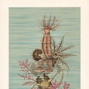 Sea ??cucumber, chromolithograph, published in 1897
