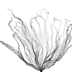 Seaweed (Laminaria hyperborea), X-ray