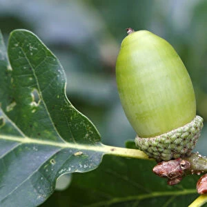 Sessile or Durmast Oak -Quercus petraea, Quercus sessilis-, unripe acorn on tree, Neunkirchen, Siegerland, North Rhine-Westphalia, Germany, Europe