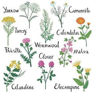 Set of Wild Herbs used in Medicine Illustration