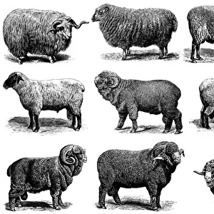 Sheep Collection: Hampshire Sheep