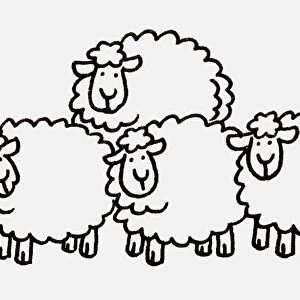 Four sheep huddled together looking ahead, front view
