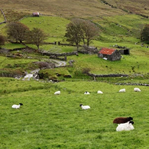 Sheep pasture, Glencolumbcille, or Glencolumbkille, County Donegal, Ireland, Europe