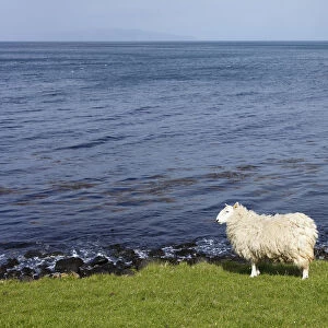 Sheep on the shore, Murlough Bay near Ballycastle, County Antrim, Northern Ireland, United Kingdom, PublicGround