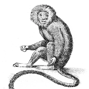 Silky monkey illustration 1803