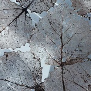 Silver lace aspen leaves