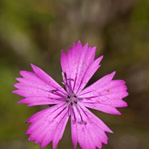 Single flower of Carthusian Pink -Dianthus carthusianorum-, Neresheim, Hardtsfeld, Baden-Wurttemberg, Germany