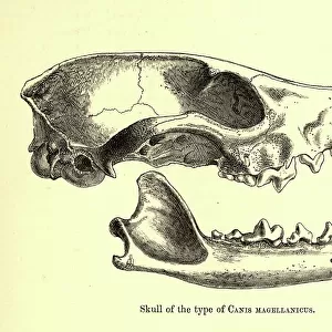 Skull of Canis magellanicus, 19th century illustration