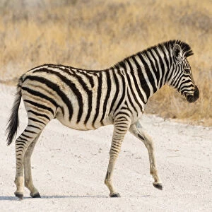 Small Plains Zebra or Burchells Zebra -Equus quagga burchelli- crossing a road, Etosha National Park, Namibia