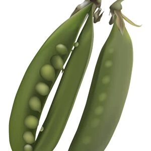Smooth green snow pea pods, one of which is open to reveal the row of small pale green peas inside