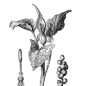 Snakeshead, adders root, arum (Arum maculatum)