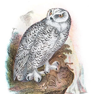 Snowy owl illustration 1896