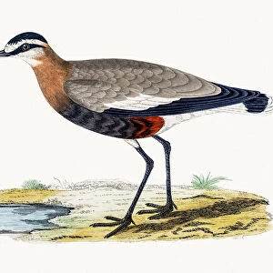 Charadriidae Collection: Sociable Lapwing
