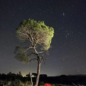 Solitary pine in the mount a night of stars with a red umbrella