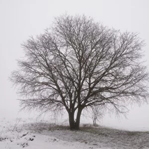 Solitary tree with snow and fog