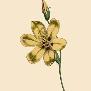 Sparaxis or Harlequin Flower Plants, Victorian Botanical Illustration