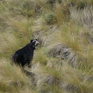 Ursidae Collection: Spectacled Bear