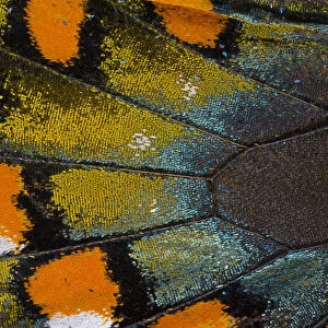 Spicebush Swallowtail butterfly wing scale details
