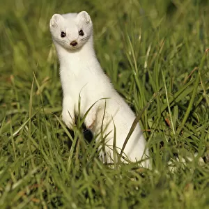 Mustelidae Collection: Stoat