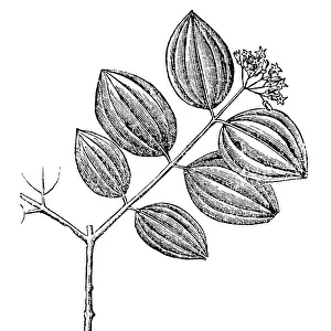 Strychnos nux-vomica, the strychnine tree, also known as nux vomica, poison nut, semen strychnos, and quaker buttons