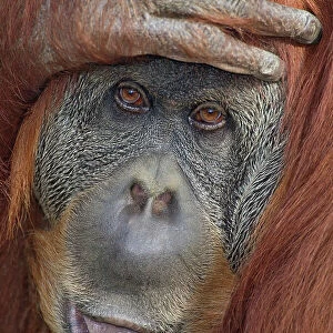 Sumatran orangutan (Pongo pygmaeus abelii), hand on head, close-up