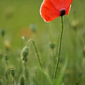 Summer meadow, Poppy -Papaver rhoeas-