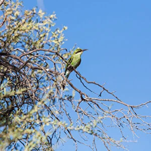 Swallow Tailed Bee Eater