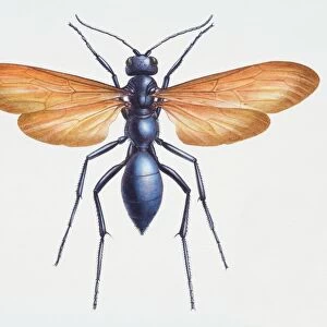 Hymenoptera Related Images