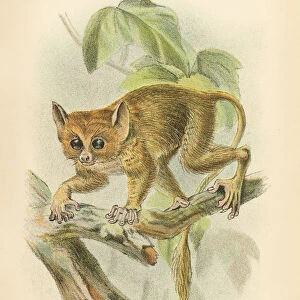 Tarsiidae Collection: Spectral Tarsier
